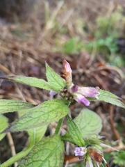 Symphytum officinale