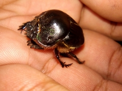 Coprophanaeus pluto