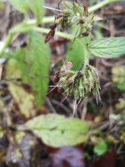 Symphytum officinale