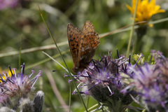 Boloria napaea