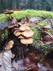 Fungi