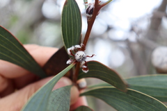Hakea laurina