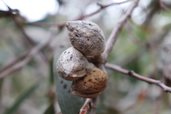 Hakea laurina