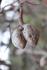 Hakea laurina