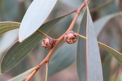 Hakea laurina