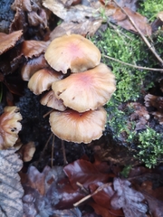 Fungi
