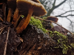 Fungi