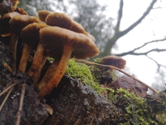Fungi