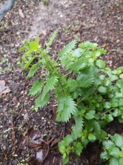 Urtica urens