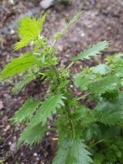 Urtica urens