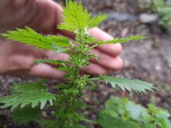 Urtica urens