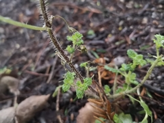 Urtica urens