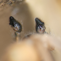 Cheiracanthium molle