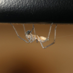 Cheiracanthium molle