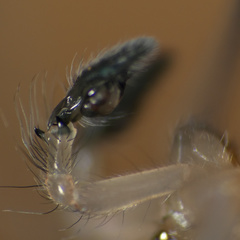 Cheiracanthium molle