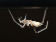 Cheiracanthium molle