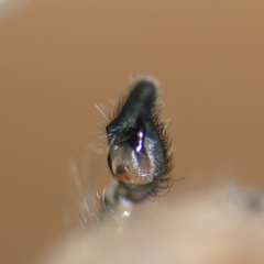 Cheiracanthium molle