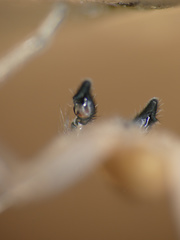 Cheiracanthium molle