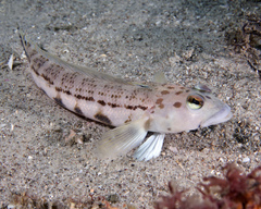 Ramsay's Grubfish photo 4