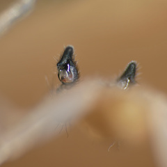 Cheiracanthium molle