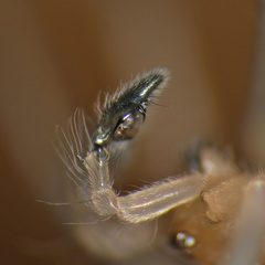 Cheiracanthium molle