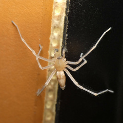 Cheiracanthium molle