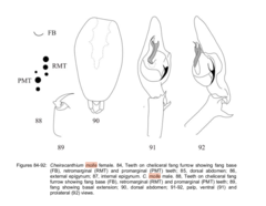 Cheiracanthium molle