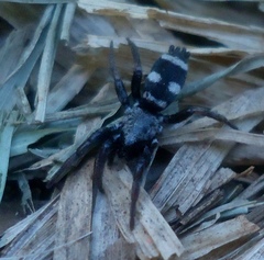 Latonigena