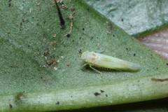 Alebroides hachijonis