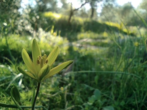 Image of Gagea chlorantha by no rights reserved