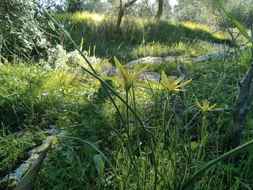 Image of Gagea chlorantha by no rights reserved