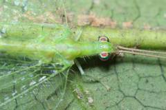 Apochrysa matsumurae