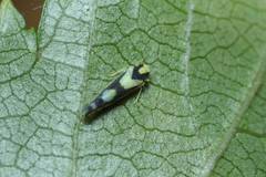 Aguriahana triangularis