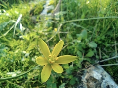 Gagea chlorantha