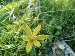 Gagea chlorantha