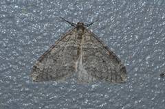 Operophtera relegata