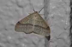 Operophtera rectipostmediana