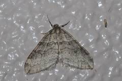 Operophtera relegata