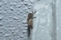 Pterolophia annulata