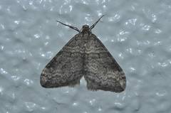 Operophtera relegata