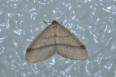 Operophtera rectipostmediana