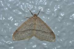 Operophtera rectipostmediana