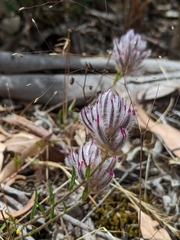 Ptilotus erubescens