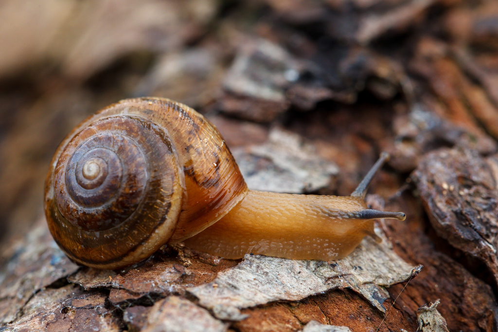Large Leaf Snail
