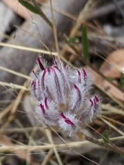 Ptilotus erubescens