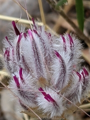 Ptilotus erubescens