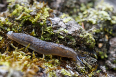 Arion circumscriptus