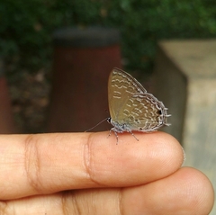 Anthene philo