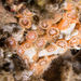 Culicia tenella - Photo (c) Marine Explorer (Dr John Turnbull), some rights reserved (CC BY-NC-SA), uploaded by Marine Explorer (Dr John Turnbull)