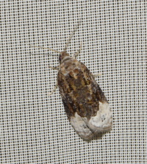 Apotomis capreana